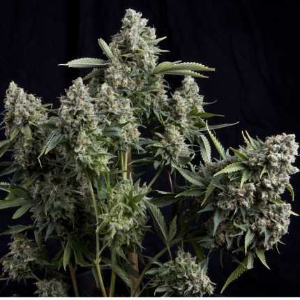 Tutankhamon Fem - Pyramid Seeds