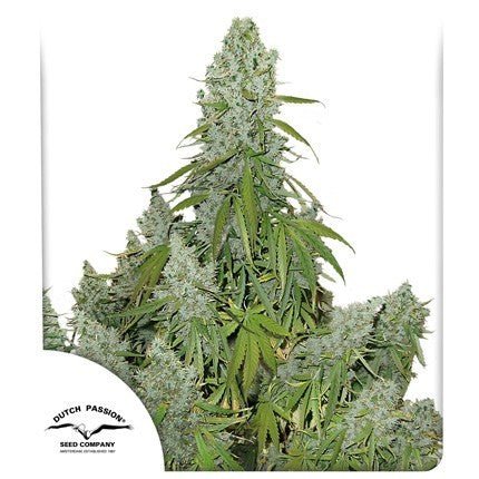 ULTIMATE AUTO X100-DUTCH PASSION - VERNYGLASS