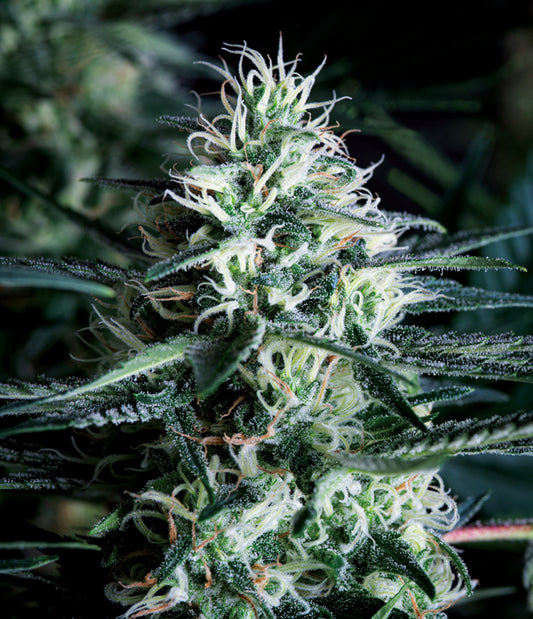 White Widow Fast Version (100) Trikoma Seeds